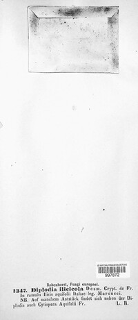 Diplodia ilicicola image